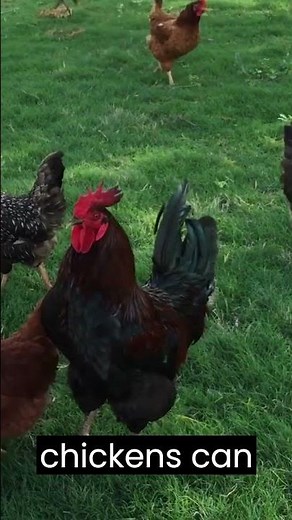 Did Animal Mating happens like this? | Animal world |