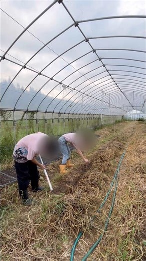 Simple Farm Joys: Seeds,Water &Harvest💪🏼#shorts #farming #japan
