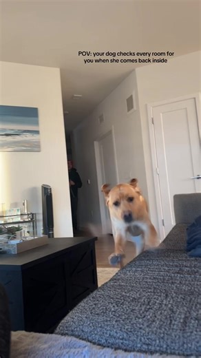 every morning after Harley goes outside she comes running in looking to make sure we’re all still here 🥺 #labrador #puppy #yellowlab #dog #dogsoftiktok