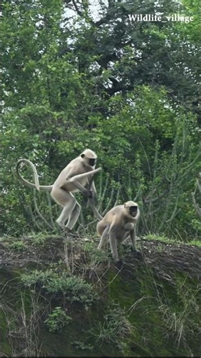 "Mother Langur Protects Her Baby from Bullies | Emotional Wildlife Moment | Grey Langurs in India"