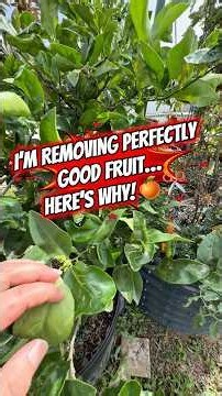 🍊 Too Much Fruit Can Hurt Your Tree! Here’s Why I’m Removing Some 😱