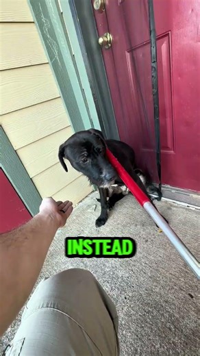 This Dog Isn’t Dangerous 😢