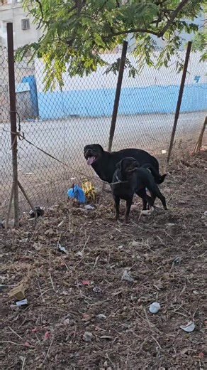 Las Vegas Rottweilers: A Serbian Perspective