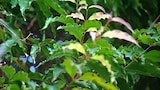 Native Herbs - Gardening Australia