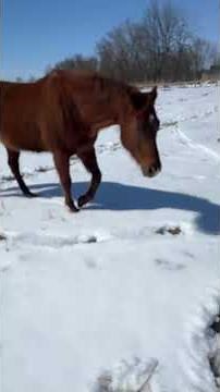 How to catch the horse that runs from you in the pasture