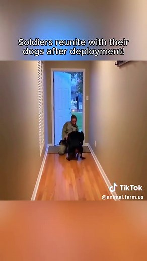 Emotional Reunion: Soldiers and Their Dogs After Deployment