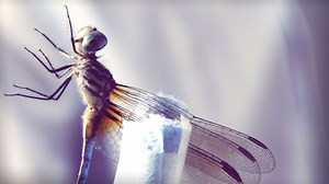 The dragonfly is one of the most successful hunters in the animal kingdom. Watch how it detects its prey: | TED