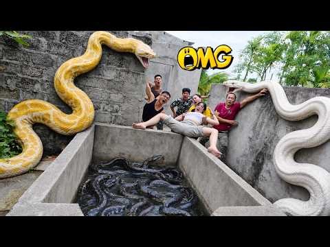 Brave Expert Rescues Young Girl from Giant White Python in Abandoned House.