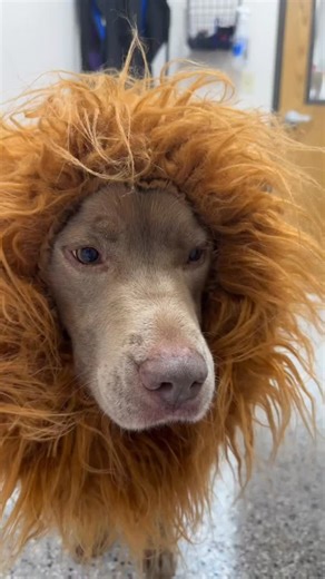 Wyatt & Co. on Instagram: "+ some extra ingredients 👀 Sedative drugs are often used in situations where a pet is in extreme pain or too anxious/fractious to examine safely. It is not full anesthesia. It is often explained as a “twilight zone.” Some pets may remain awake and somewhat aware while some are fully in dream land snoozing away 💤 Despite not being completely anesthetized, monitoring vital functions while a patient is sedated with any kind of drug is crucial to ensuring patients are sa