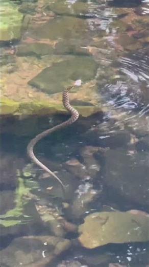 Mesmerizing! Snake Gliding Through Water 🌊 #NatureBeauty