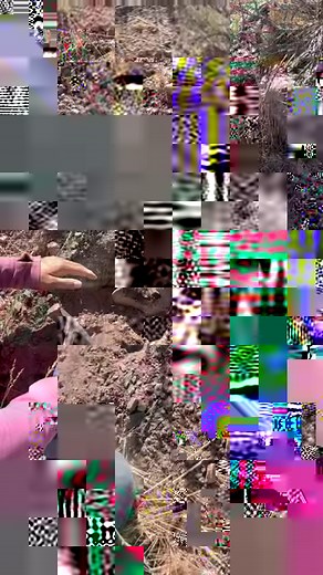 A little rainbow 🌈 obsidian from glass butte! We found some incredible pieces to show y’all, but this was the first piece we found! 🤩🙌 glass butte in Oregon is a dedicated rock hounding location for all types of obsidian. Even the rarest form called fire obsidian 🤯 | That Camping Couple