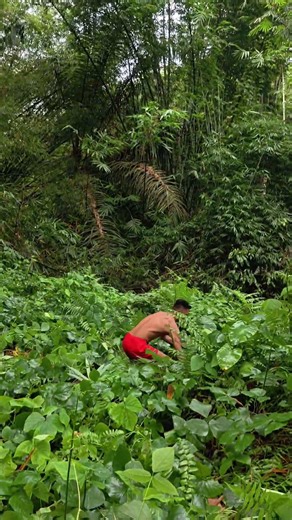 Tarzan survival skills