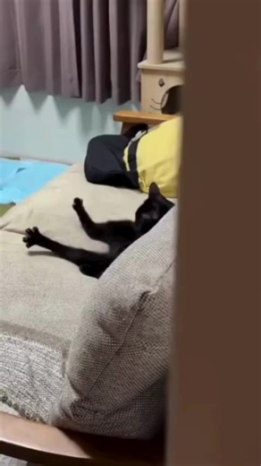 Chill Cat Vibes: Laid-Back Feline Life on the Couch