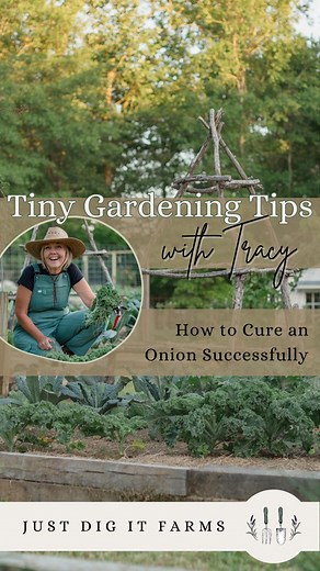 Here's a tiny tip on how to cure your onions for better storage. 🧅To see the full onion harvest visit out latest video (link in bio). #onion #food #garlic #foodie #justdigit #yummy #justdigitfarms #homemade #tomato #dinner #foodphotography #instafood #cheese #onions #healthyfood #foodstagram #chicken #foodblogger #tasty #vegan #tomatoes #cooking #foodlover #homecooking #carrot #carrots #vegetables #lunch #salad #pepper | Just Dig It Farms