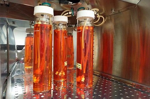 New tissue-engineered blood vessel replacements closer to human trials