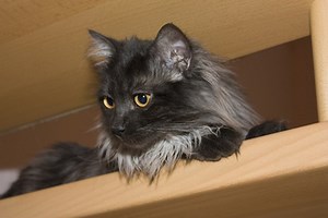 Benefiber For A Cat With Constipation - Cuteness