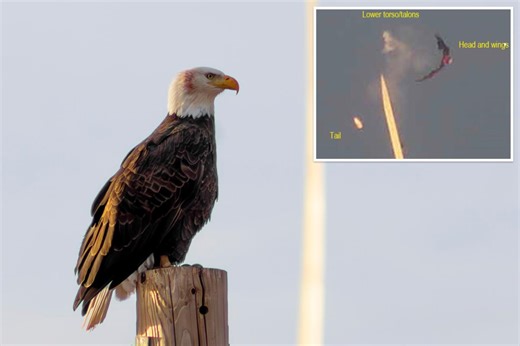 Green energy program funded by Obama admin fined for bald eagle’s gruesome wind-turbine death