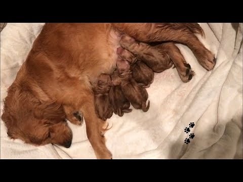 Golden Retriever giving birth to cute puppies