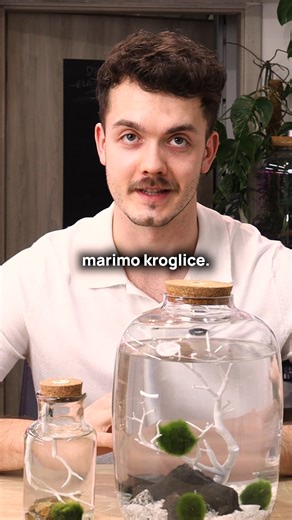 Predstavljamo naš novi vodni terarij z marimo kroglicami - živimi algami, ki se glede na svetlobo nežno dvigujejo in spuščajo. Izvirajo iz japonskih jezer in simbolizirajo večno ljubezen. ✨ Tokrat pa smo dodali še eno posebno živalco (ni riba 😉), ki ima zelo pomembno nalogo pri ravnovesju v vodnem svetu. Vodni terarij bo kmalu na voljo na naši spletni strani, lahko pa si ga že v živo ogledaš na naših Valentinovih stojnicah 13. in 14. februarja: 📍 EUROPARK Maribor 📍 ALEJA Ljubljana Misliš, da 