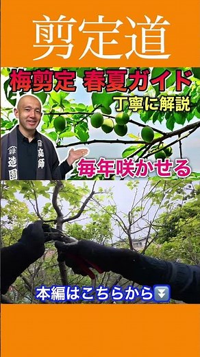 Spring and summer pruning to encourage abundant plum blossoms and shape the tree. #pruning #garde...