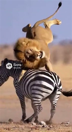 Zebra Kicked Lion SO HARD?! 😱