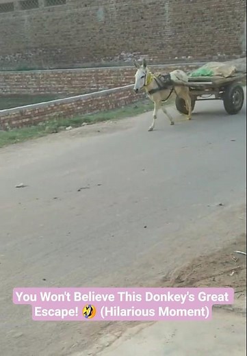 Donkey Gone Wild: Self-Driving Cart Chaos! | Donkey's Great Escape! 🤣 Uncontrolled Donkey
