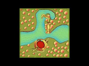 Wii Maple Treeway - Mario Kart 7 Music