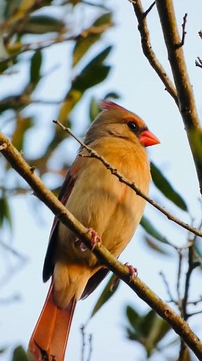 Cardinal Whispers | Female cardinal singing spring song ❤️ . . . Video by 📸 laurabird57 on tt . . . . . #cardinals #cardinal #azcardinals #arizonacardinals... | Instagram