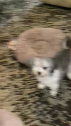 Pupdate! Ella (formerly Sandy) is a one-eyed Pekingese that had been used for breeding. When she was retired she came to us to find a new home where she could live as a pet for the rest of her life. Her new family had been looking for a little dog to be a friend for their little dog, Sissy. They had met a few dogs that hadn't worked out but Ella had the personality they were looking for and they thought she would be a good match. Within a few weeks the girls started to become close to each other