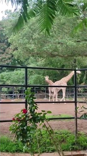 Giraffe #safari #shorts #sunidhichauhan #trending #bollywood #ytshorts #viral