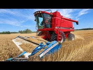 CASE IH 2166 Combine Harvesting Wheat