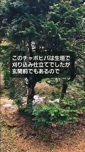 チャボヒバの剪定✂️刈り込み仕立て(生垣)を透かし剪定に変えてみました✨強剪定 枝抜き 自然仕立て 針葉樹 庭木【造園】植木屋 職人 庭師 日本庭園 技術