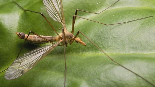 What to know about crane flies, or 'mosquito hawks'