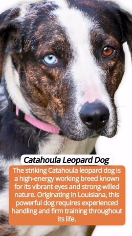 Gorgeous dog breeds known for their bright blue eyes