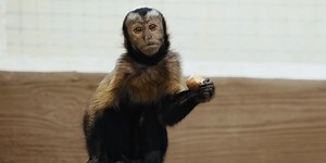 Monkey Likes Goats – level 2 - News in Levels