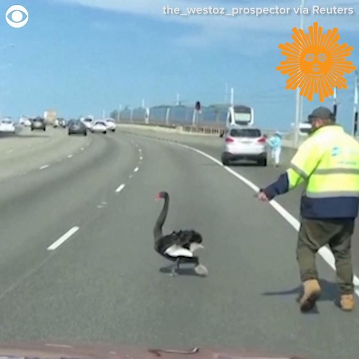 A tow truck driver helped a black swan and its baby cross a busy highway in Australia on Monday. https://cbsn.ws/3BdwEnW | CBS Sunday Morning