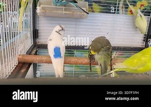 Colorful wavy parakeets sitting on a perch inside a cage.