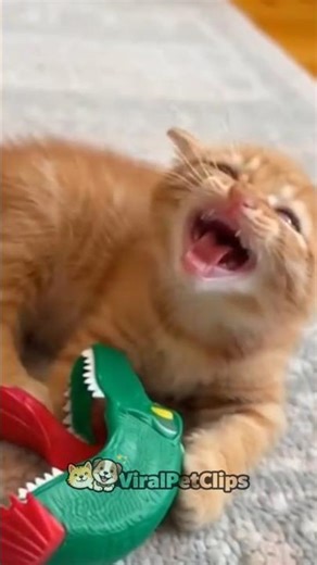 Angry Cats 😺 vs angry Dogs🐕wait for end #shorts #funnycat #pets #catvideos