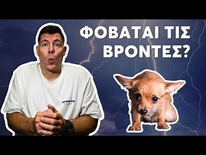 Γιατί ο Σκύλος σου Τρομάζει με τις Βροντές (και τι να κάνεις)