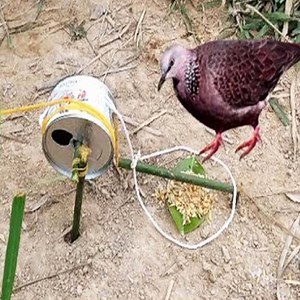 455K views · 770 reactions | How to make bird traps simple and effective | Wildlife War | Facebook