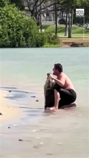 "Knock it off." A new video is sparking outrage after a man was seen picking up a honu, a Hawaiian green sea turtle, for a photo. State officials say the incident is now on their radar, calling it another reminder that getting too close to sea turtles is both dangerous and illegal. #HNN #HInews #turtle | Hawaii News Now