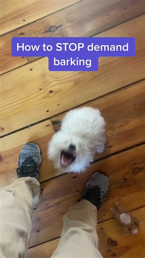 Effective Ways to Stop Your Dog from Barking | Certified Dog Trainer Tips