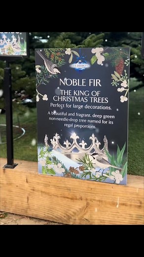 ✨🎄 They’re here… our REAL Christmas trees have arrived! 🎄✨ From cute and compact 4–5ft trees to show-stopping 9–10ft XXL beauties, and everything in between, we’ve got the perfect tree for every home, hallway, and festive display. Choose from your favourites: 🌲 Nordmann Fir – low needle drop & beautifully full 🌲 Fraser Fir – wonderfully fragrant & great for smaller spaces 🌲 Norway Spruce – the traditional Christmas tree scent we all love Why not pop in and find your perfect real cut Christm