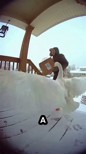 When Goose Police Mess Up 🦢😂 #shorts #viral #goose #police #fails