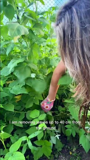 Raspberry cane disease? Here's how I prune, treat, and feed to save the plants