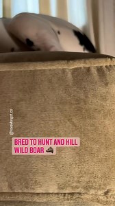 Tell me what your dog was bred for 😆 Wild boar hunter ♥️ #greatdane #doglovers | LoveMargot