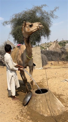 مزارع يملأ قِربة الماء من البئر ويعود بها إلى منزله.. مشهد من حياة الريف الأصيلة 💧🏜️