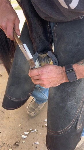 The farrier hammer technique every beginner should master