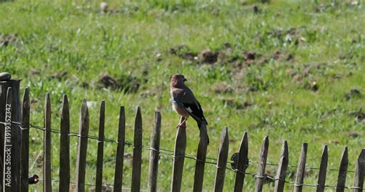 Garrulus glandarius - Un geai des chênes observant son environnement fièrement posé sur une clôture en bois d'une réserve naturelle en Alsace