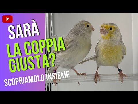 Colored Canaries: Choosing and Mating Them Correctly.